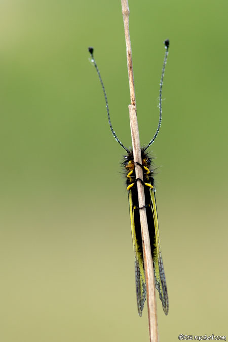 Ascalaphe soufré - Libelloides coccajus