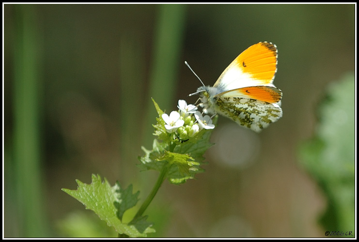 Aurorafalter - Anthocharis cardamines