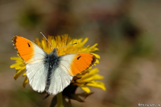 Aurorafalter - Anthocharis cardamines