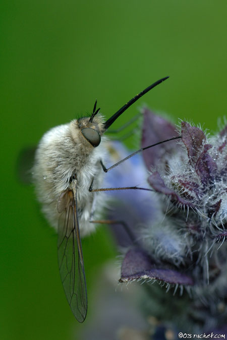 Bombylius - Bombylius sp.