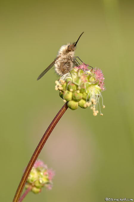 Bombylius - Bombylius sp.