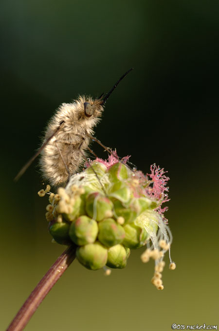 Bombylius - Bombylius sp.