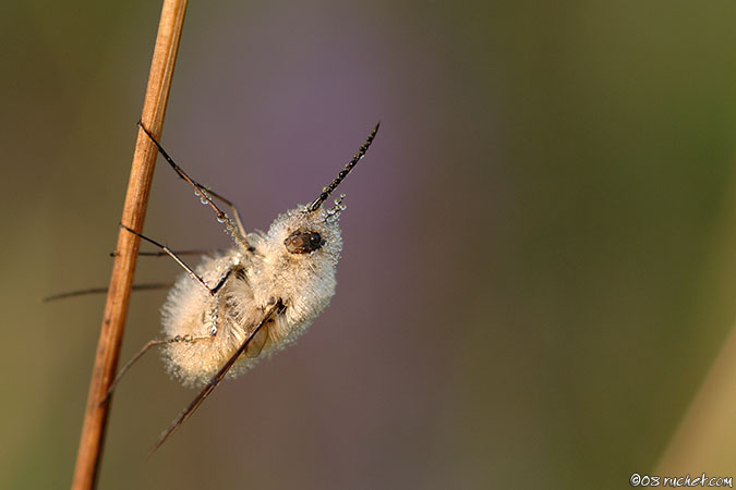 Bombylius - Bombylius sp.