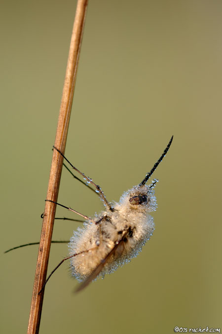 Bombylius - Bombylius sp.