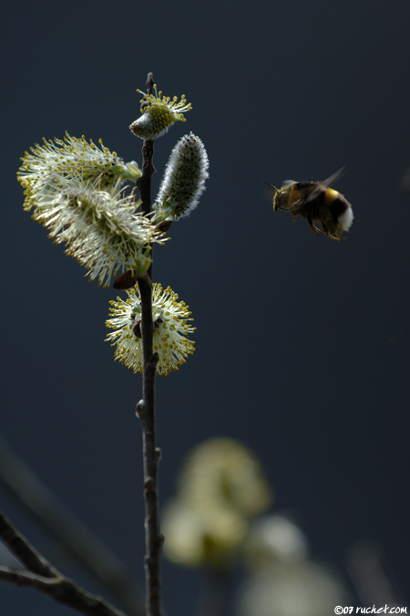 Bourdon terrestre - Bombus terrestris