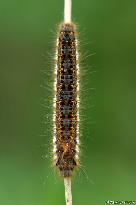 Euthrix potatoria - Euthrix potatoria