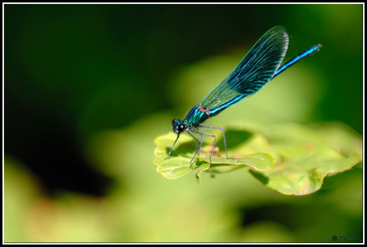 Caloptérix éclatant - Calopteryx splendens