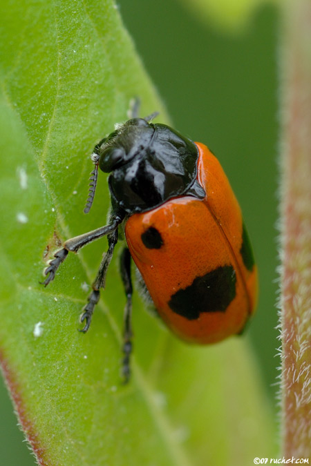 Clytra laeviuscula - Clytra laeviuscula