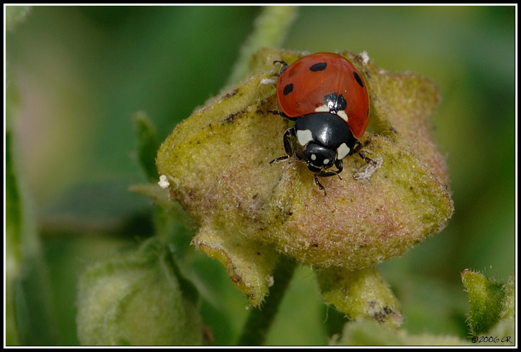 Siebenpunkt-Marienkäfer - Coccinella septempunctata