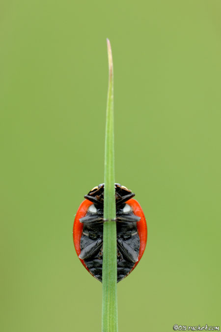 Coccinella septempunctata - Coccinella septempunctata
