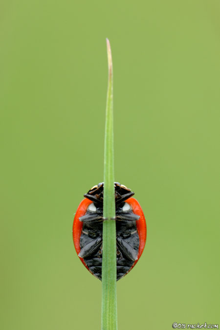 Siebenpunkt-Marienkäfer - Coccinella septempunctata