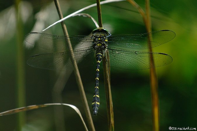 Cordulegaster boltonii - Cordulegaster boltonii