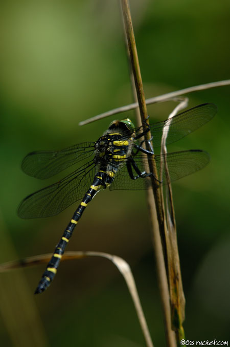 Cordulégastre annelé - Cordulegaster boltonii