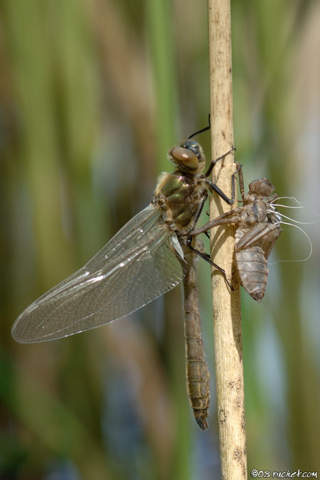 Cordulie bronzée - Cordulia aenea