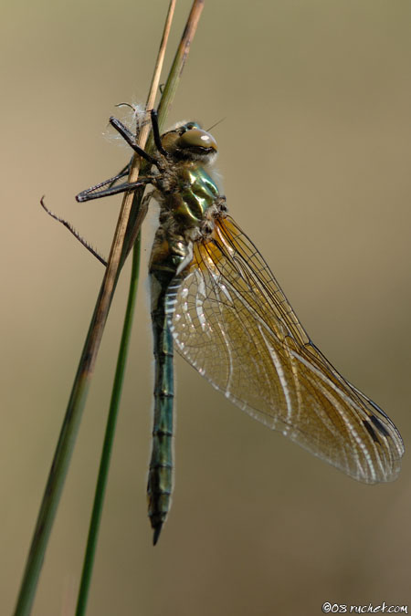 Cordulie bronzée - Cordulia aenea