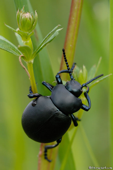 Timarcha tenebricosa - Timarcha tenebricosa