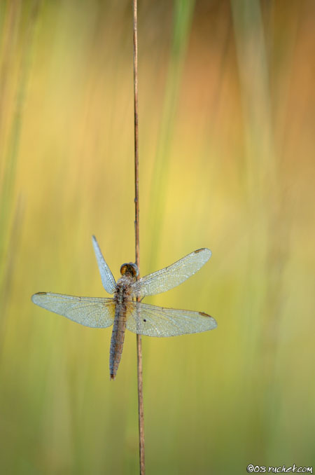 Feuerlibelle - Crocothemis erythraea