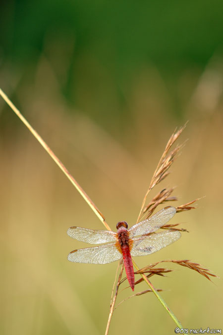 Feuerlibelle - Crocothemis erythraea