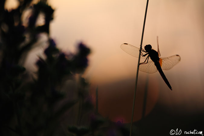 Feuerlibelle - Crocothemis erythraea