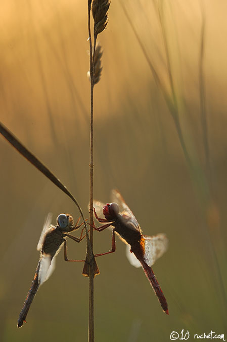 Feuerlibelle - Crocothemis erythraea