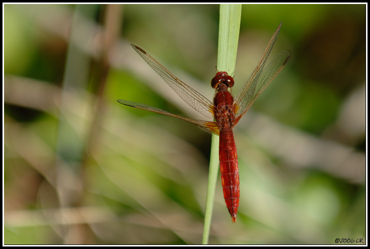 Feuerlibelle - Crocothemis erythraea