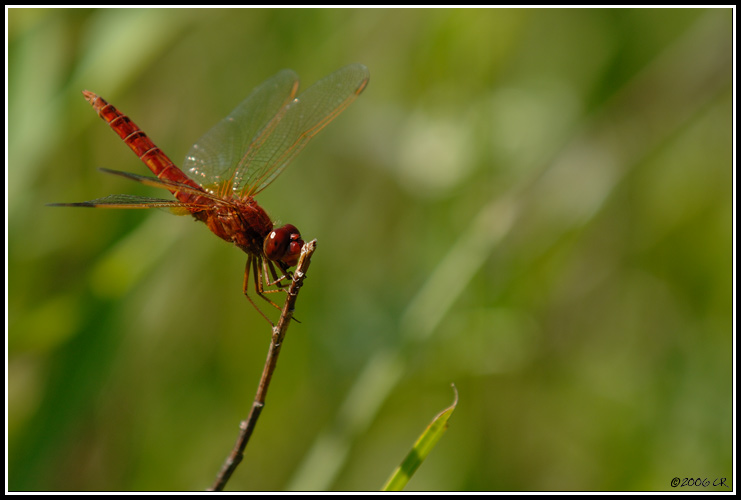 Feuerlibelle - Crocothemis erythraea