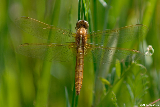 Feuerlibelle - Crocothemis erythraea