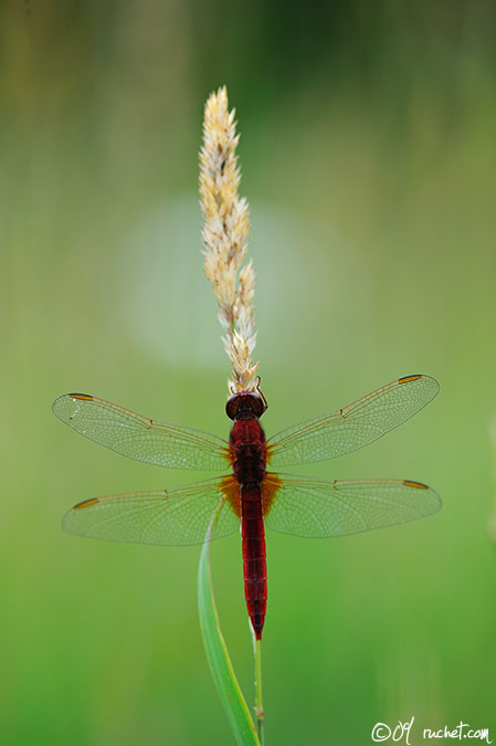 Feuerlibelle - Crocothemis erythraea