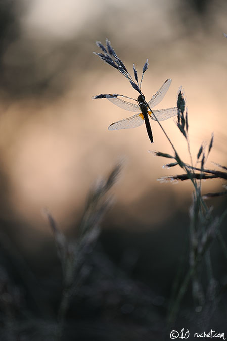 Feuerlibelle - Crocothemis erythraea