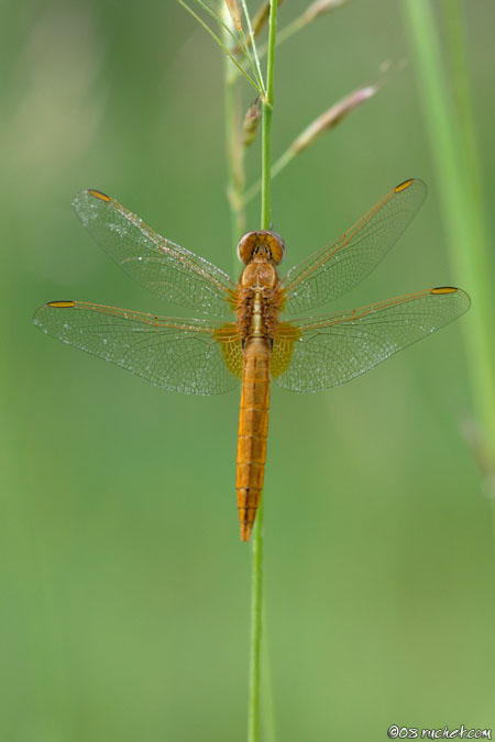 Feuerlibelle - Crocothemis erythraea