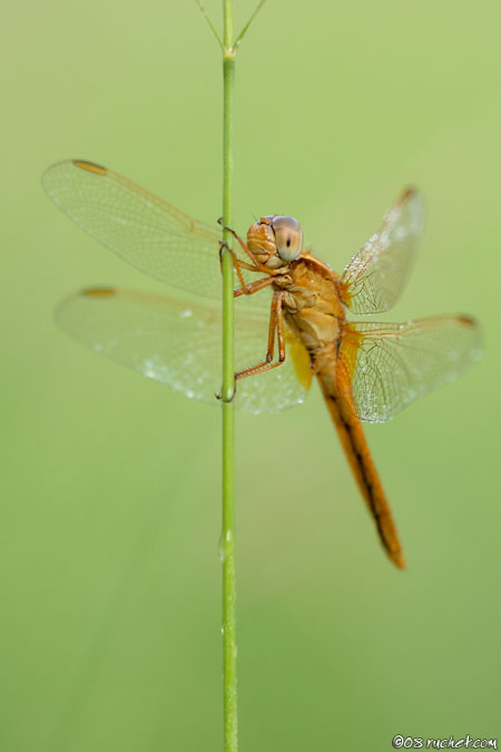 Crocothémis écarlate - Crocothemis erythraea