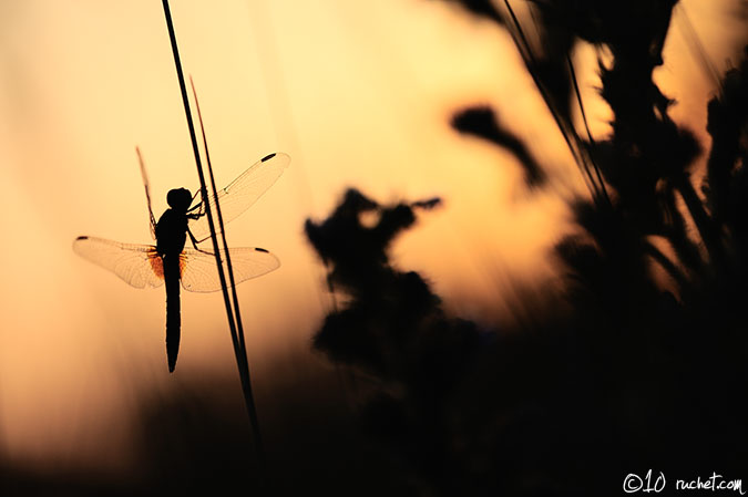 Feuerlibelle - Crocothemis erythraea