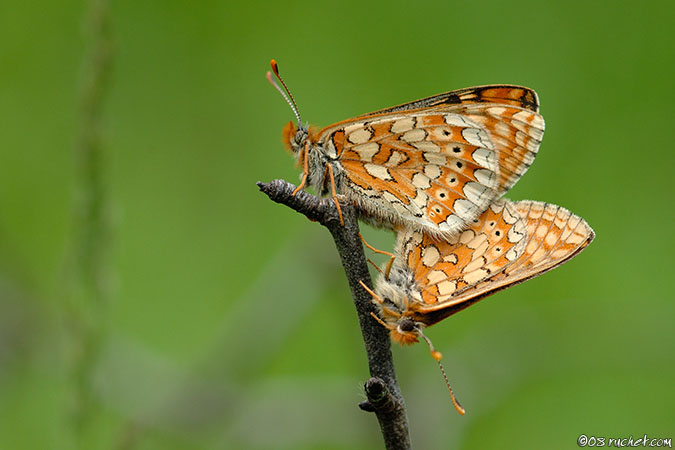 Damier de la succise - Euphydryas aurinia