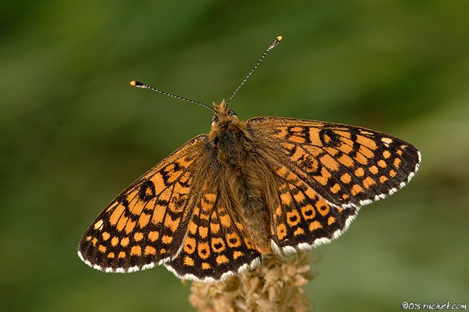 Wegerich-Scheckenfalter - Melitaea cinxia