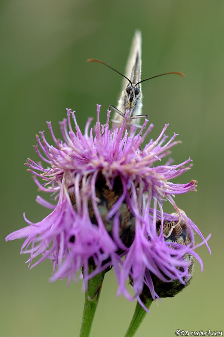 Demi-deuil - Melanargia galathea