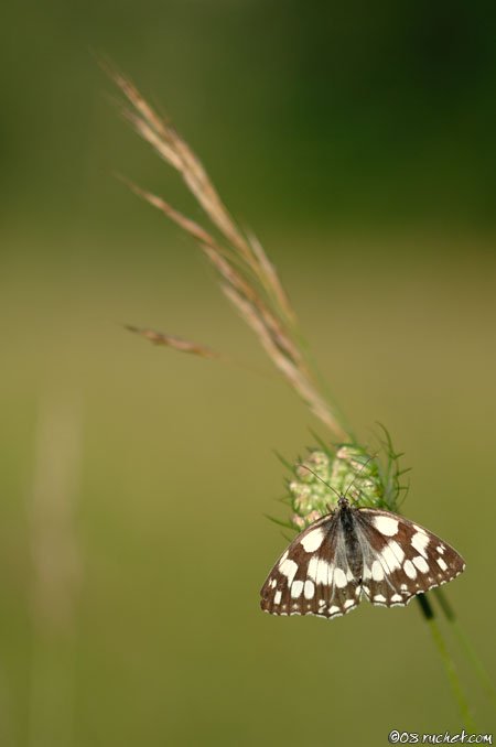 Marbled White - Melanargia galathea