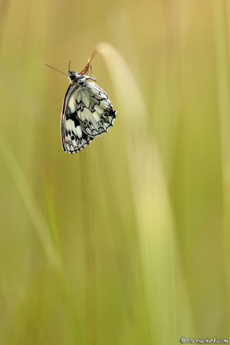 Demi-deuil - Melanargia galathea