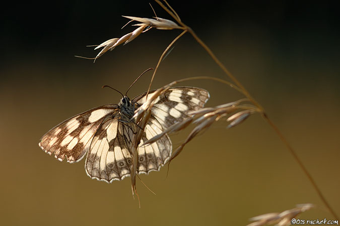 Demi-deuil - Melanargia galathea