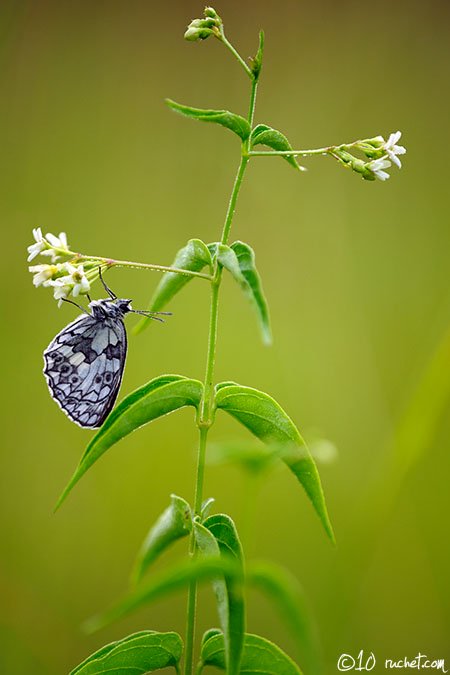 Marbled White - Melanargia galathea