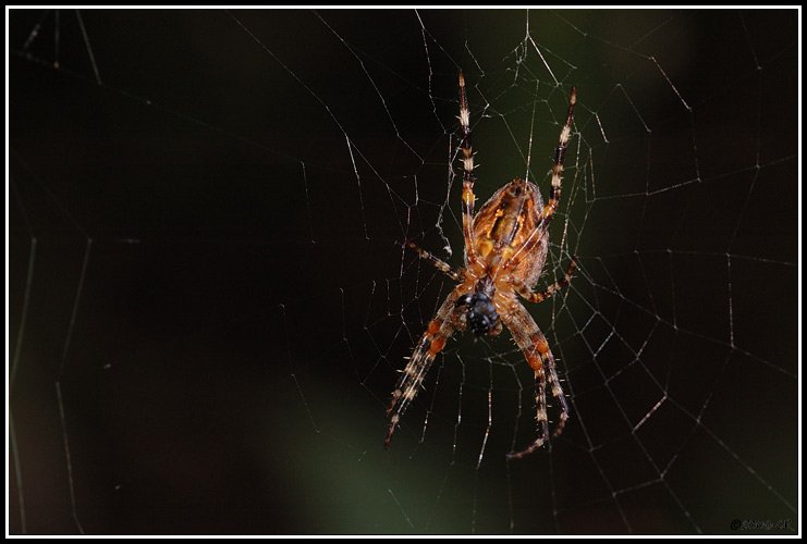 Gartenkreuzspinne - Araneus diadematus