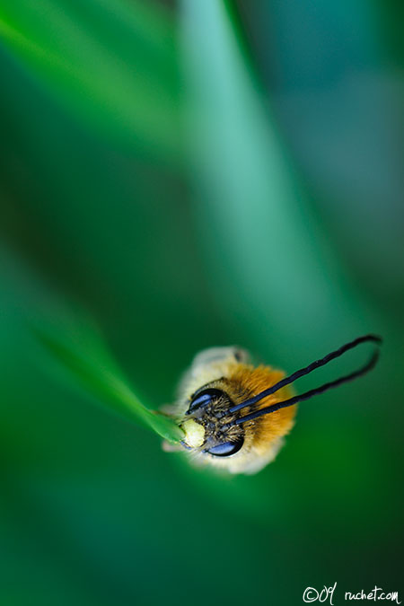 Eucère - Eucera sp.