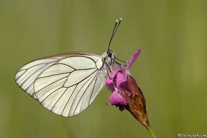 Black-veined White - Aporia crataegi