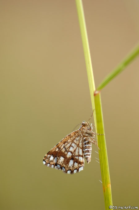 Géomètre à barreaux - Chiasmia clathrata