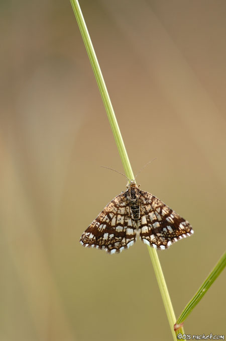 Géomètre à barreaux - Chiasmia clathrata