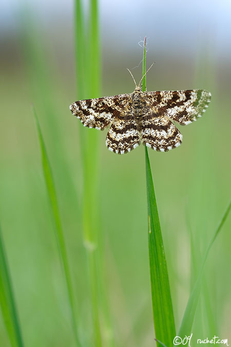 Géomètre à barreaux - Chiasmia clathrata