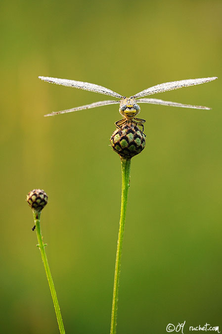 Yellow-legged clubtail - Gomphus pulchellus