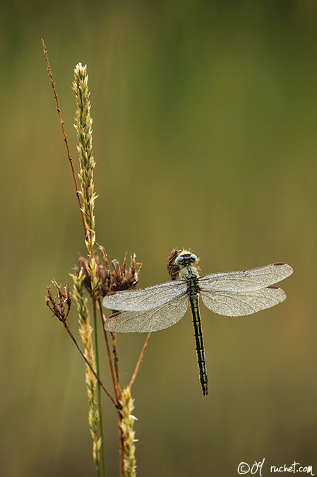 Yellow-legged clubtail - Gomphus pulchellus