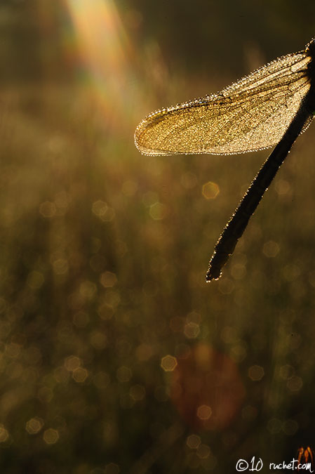 Gomphe gentil - Gomphus pulchellus