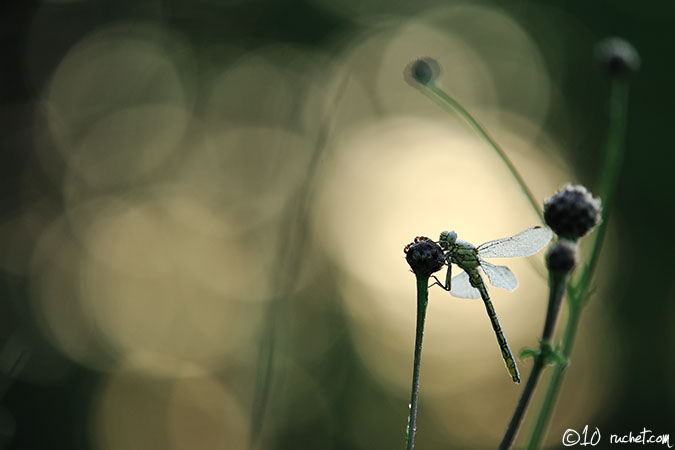 Gomphus pulchellus - Gomphus pulchellus