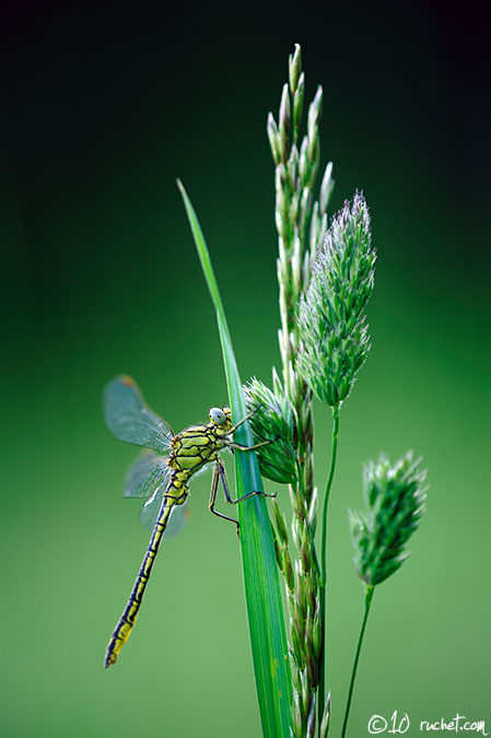 Yellow-legged clubtail - Gomphus pulchellus